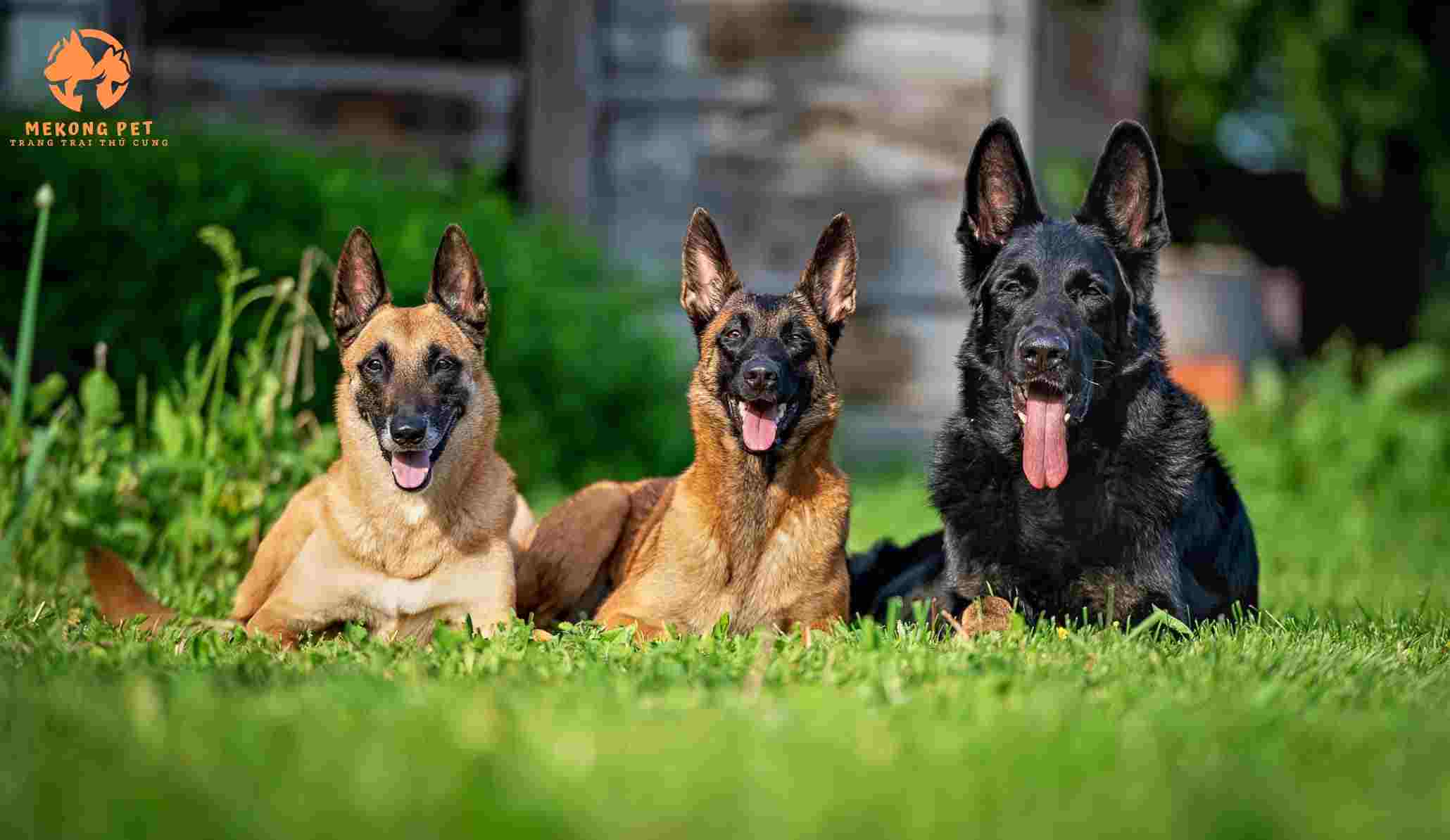 Tuổi ảnh hưởng giá Becgie, chó bec bỉ trưởng thành có thể phối giống tốt